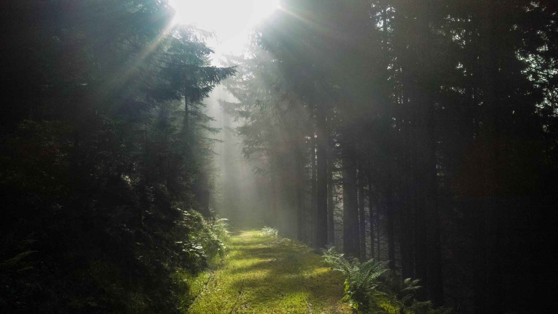 Light path through the dark forest_HD