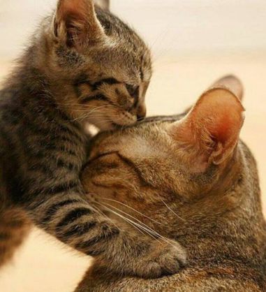 21740225_1332171493571963_8795021712788466240_n