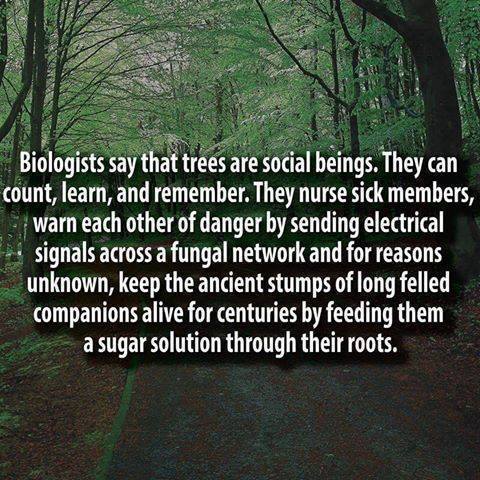 22222014_372891336477568_7739730191198363644_n