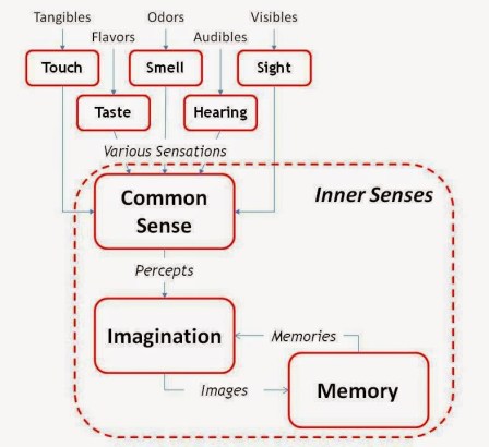 Outer and Inner Senses