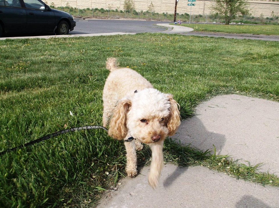 31445018_454899268276774_937171682282438656_o