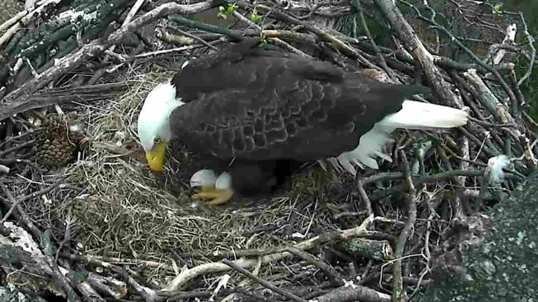 eagle-nest_wide-ecd6e8ba7de93a922a4da3166eb068ebdae02ec3-s1100-c15